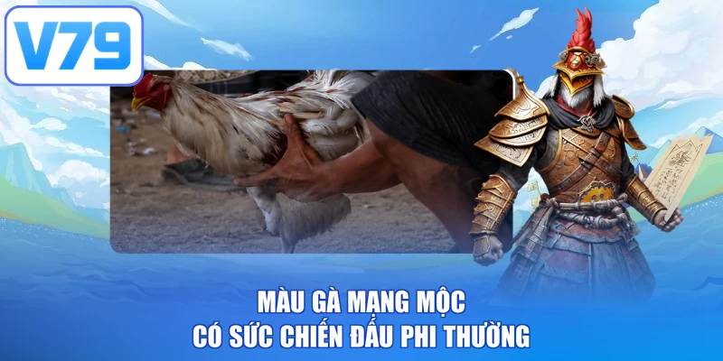 Màu gà mạng mộc có sức chiến đấu phi thường
